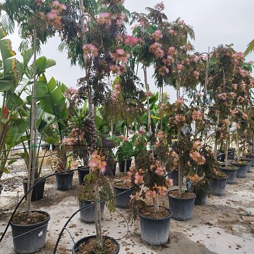 Albizia Julibrissin - Albizie růžová 25/30lt