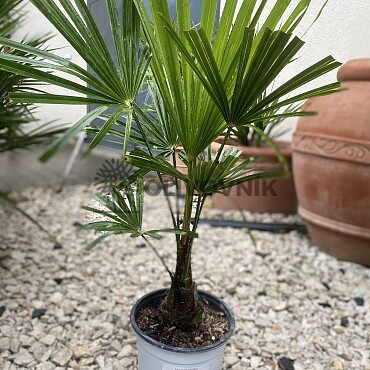 Trachycarpus fortunei - Chamaerops excelsa /65cm
