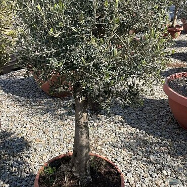 Olivovník Evropský - Bonsai Bowl T50