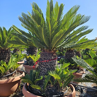 CYCAS REVOLUTA - Multikmen - výška 130cm
