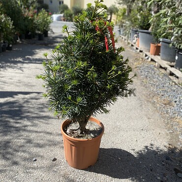 2026 Rezervace / SCIADOPITYS VERTICILLATA " Beauty Green" - Pajehličník /110cm