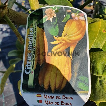 Citrus Budhova ruka - velikost 120 - 140cm
