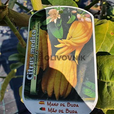 Citrus Budhova ruka - velikost 120 - 140cm / VYPRODÁNO