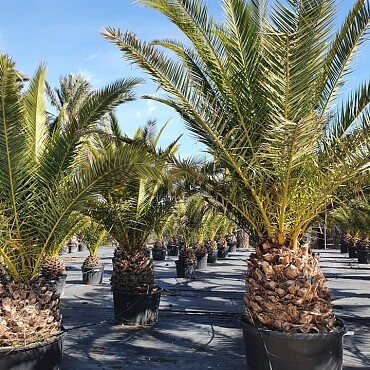 PHOENIX CANARIENSIS 50/60 kmen