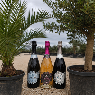 Olivovník Intensivo + Phoenix Canariensis