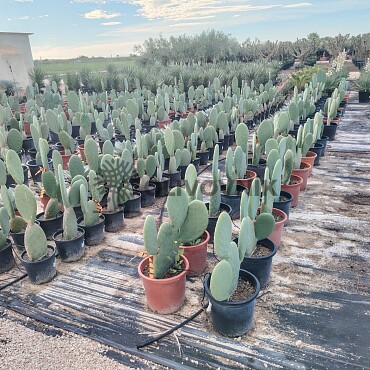 Opuntia Titania - Opuncie