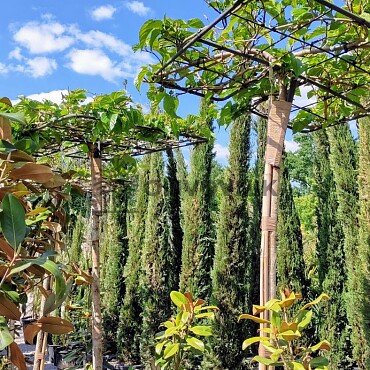 Platan / Morus platanifolia