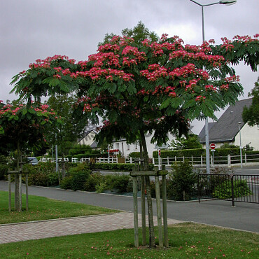 Albizia Julibrissin - Albizie růžová 25/30lt