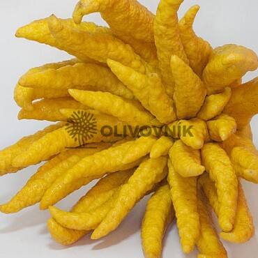 Citrus Budhova ruka - velikost 120 - 140cm