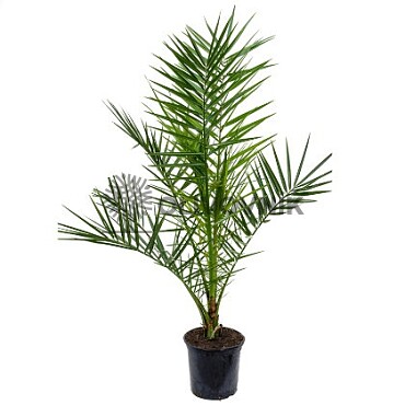 PHOENIX CANARIENSIS 25lt / Datlovník kanárský