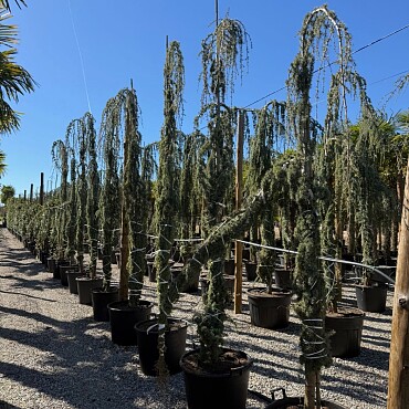 2026 Rezervace / Cedr - CEDRUS ATLANTICA "Glauca Pendula"