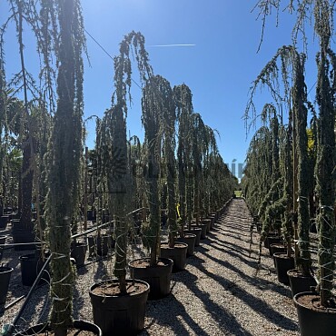 2026 Rezervace / Cedr - CEDRUS "Glauca Pendula"