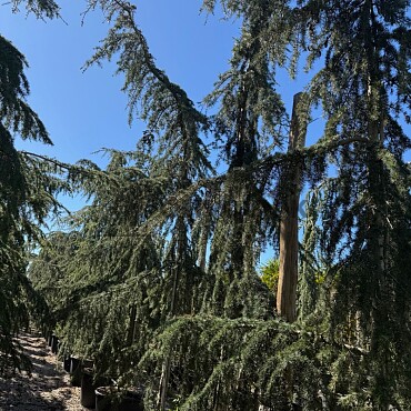 2026 Rezervace / Cedr - CEDRUS ATLANTICA "Glauca Pendula"