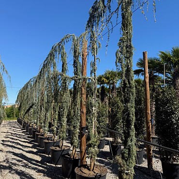 2026 Rezervace / Cedr - CEDRUS ATLANTICA "Glauca Pendula"