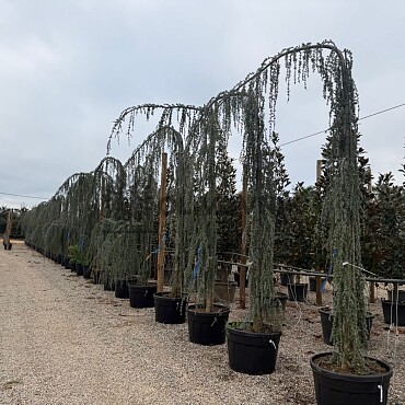 Cedr - CEDRUS ATLANTICA "Glauca Pendula"