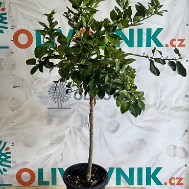 Citrusy 15Lt / (140/160cm)