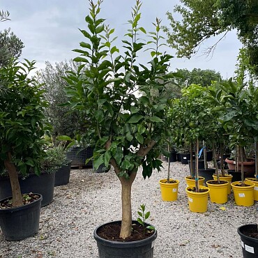 CITRUS LIMON / 50-70LT / obvod kmene 20-30cm / výška 200-220cm