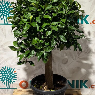 CITRUS LIMON / 70/90LT / obvod kmene 30-40cm / výška. 180-200cm