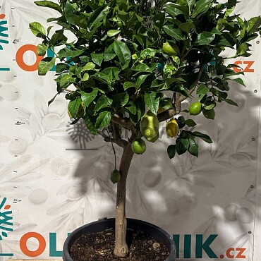 Citron - CITRUS LIMON / 25-30lt / obvod kmene 8/10cm / výška 140-160cm