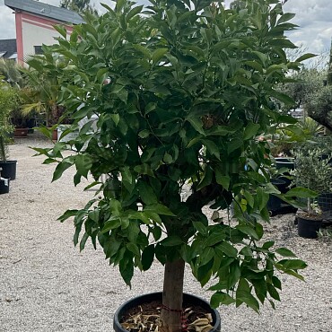 CITRUS LIMON / obvod kmene 20-30cm / výška 190-210cm