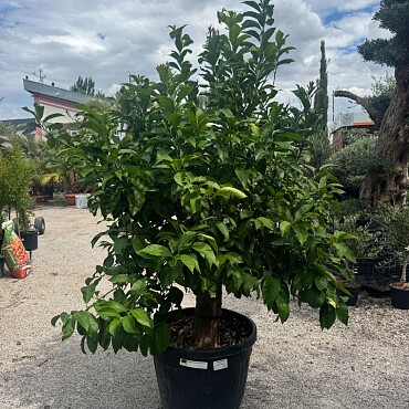 CITRUS LIMON / obvod kmene 40-50cm / výška 220-230cm