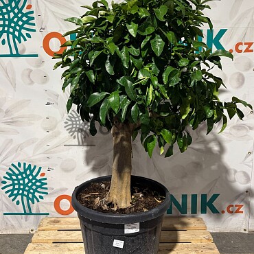 CITRUS PARADISI / 45-55LT / obvod kmene 20-30cm / výška 140-160cm,