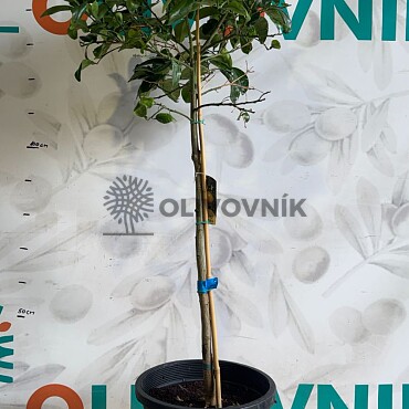 Citrusy 15Lt / (140/160cm)