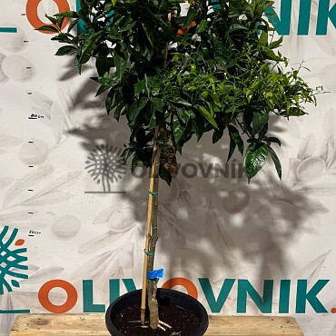 Citrusy 15Lt / (140/160cm)