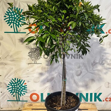 CITRUS RETICULATA / 45-55LT / obvod kmene 10-12cm / výška 180-200cm