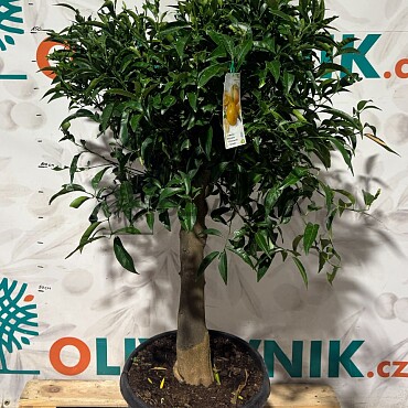 CITRUS RETICULATA / 45-55LT / obvod kmene 25-30cm / výška 150-170cm