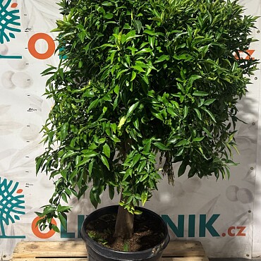 CITRUS RETICULATA / obvod kmene 20-30cm / výška 150-170cm