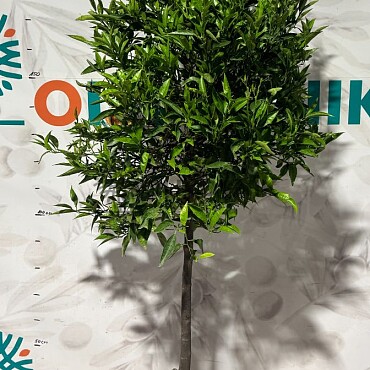 CITRUS RETICULATA / obvod kmene 8-10cm, výška 180-200cm