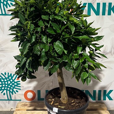 CITRUS SINENSIS / 45LT / obvod kmene 15-20cm / výška 150-160cm