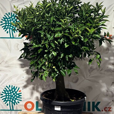 CITRUS SINENSIS / 90LT / obvod kmene 30-40cm / výška 190-210cm