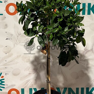 2026 Rezervace / Citrusy mix 15Lt / výška 140/160cm