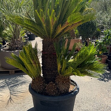 CYCAS REVOLUTA / Multikmen / 110cm / výška 200cm