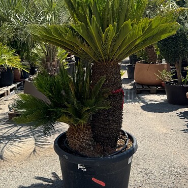 CYCAS REVOLUTA / Multikmen / 110cm / výška 200cm