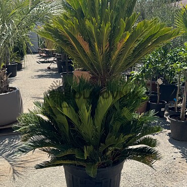 CYCAS REVOLUTA / Multikmen / 80cm / výška 190cm