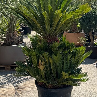 CYCAS REVOLUTA / Multikmen / 80cm / výška 190cm