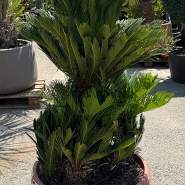2026 Rezervace / CYCAS REVOLUTA / T75 / výška 150cm