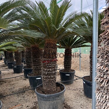 CYCAS REVOLUTA - extra