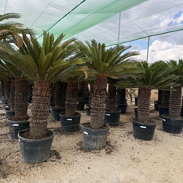 CYCAS REVOLUTA - extra