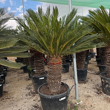 CYCAS REVOLUTA  / 30-40cm kmen