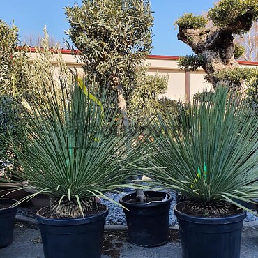DASYLIRION SERRATIFOLIUM C35/25Lt