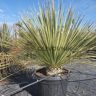 DASYLIRION SERRATIFOLIUM C45L
