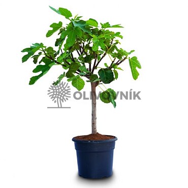 FICUS CARICA - Fíkovník 35lt (140 - 160cm)