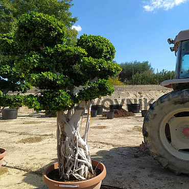 FICUS MICROCARPA - vhodné do interiéru ( 270cm + )