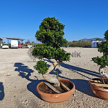 FICUS MICROCARPA - vhodné do interiéru (110-130cm)