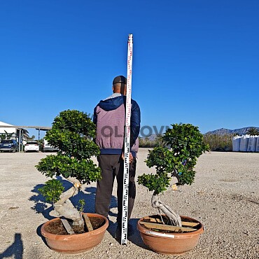 FICUS MICROCARPA - vhodné do interiéru (110-130cm)
