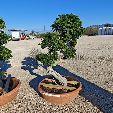 FICUS MICROCARPA - vhodné do interiéru (110-130cm)